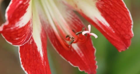 Indian Medicated Flowers 库存影片 335690597