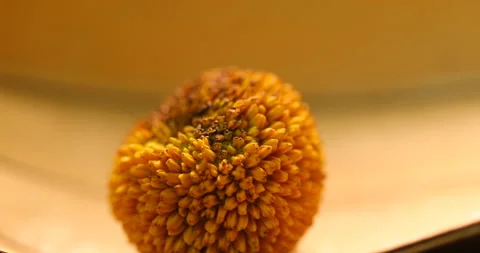 Indian Medicated Fruit at studio Stock Footage 311724053