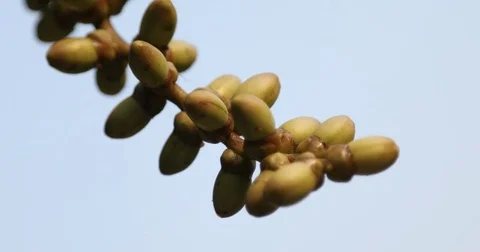 Indian Medicated Fruits Stock Footage