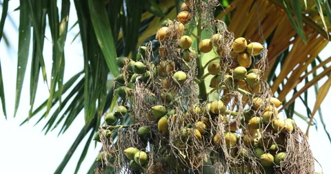 Indian Medicated Fruits Stock Footage 320304952