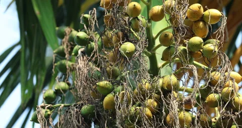 Indian Medicated Fruits Stock Footage 320304989