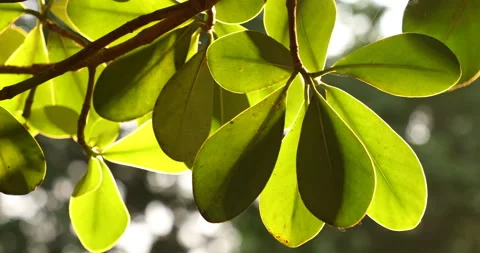 Indian Medicated Leaf Macro Shot Stock Footage 149755525
