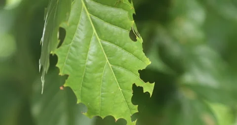 Indian Medicated Leaf Macro Shot Stock Footage 279053575