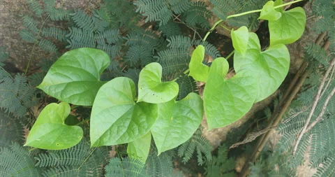 Indian Medicated Leaf Macro Shot Stock Footage 288488069