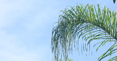 Indian Medicated Leaf Macro Shot Stock Footage 288489317