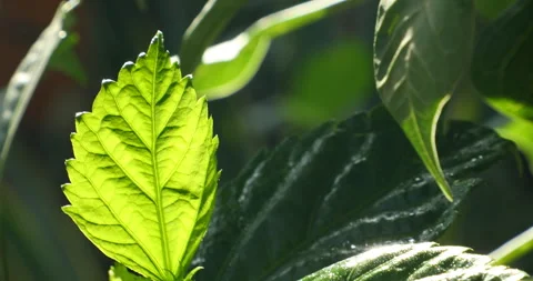 Indian Medicated Leaf Macro Shot Stock Footage 288632087