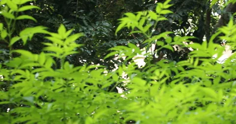 Indian Medicated Leaf Macro Shot Stock Footage 288632918
