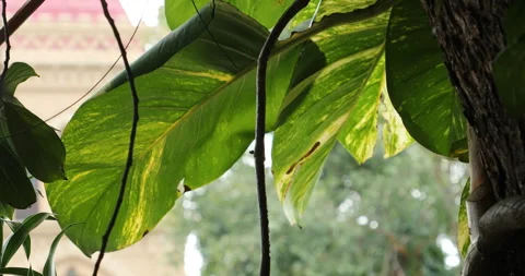 Indian Medicated Leaf Macro Shot Stock Footage 288639362