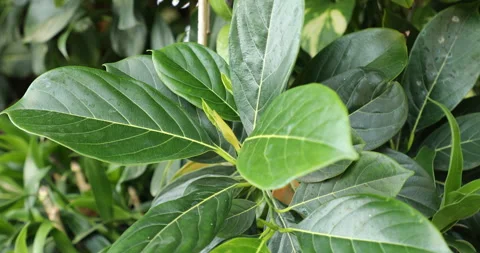 Indian Medicated Leaf Macro Shot Stock Footage 288639471