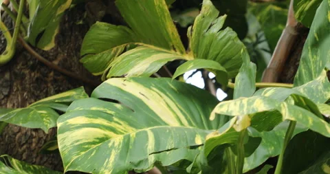 Indian Medicated Leaf Macro Shot Stock Footage 288639503