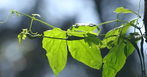 Indian Medicated Leaf Macro Shot Stock Footage 289566293
