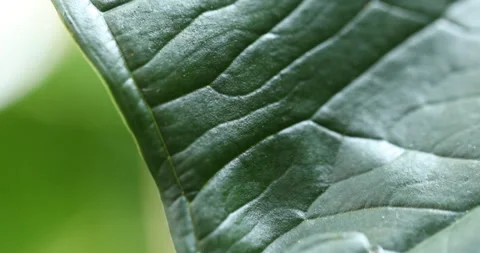 Indian Medicated Leaf Macro Shot Stock Footage 289620079