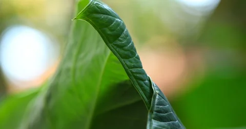 Indian Medicated Leaf Macro Shot Stock Footage 289624960