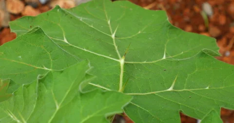Indian Medicated Leaf Macro Shot Stock Footage 290158053
