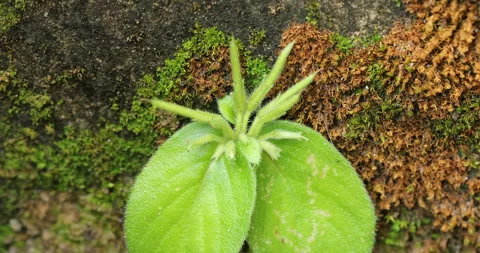 Indian Medicated Leaf Macro Shot Stock Footage 290159160