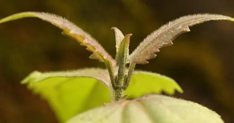 Indian Medicated Leaf Macro Shot Stock Footage 290160752