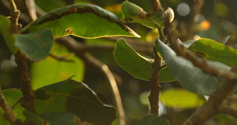 Indian Medicated Leaf Macro Shot Stock Footage 290297894