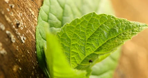 Indian Medicated Leaf Macro Shot Stock Footage 290298937