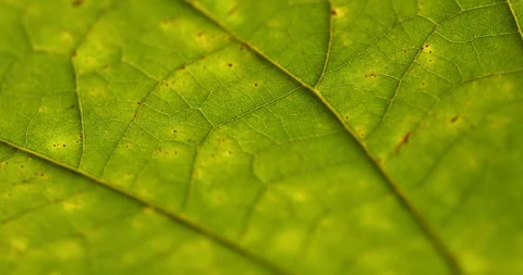 Indian Medicated Leaf Macro Shot Stock Footage 290302695