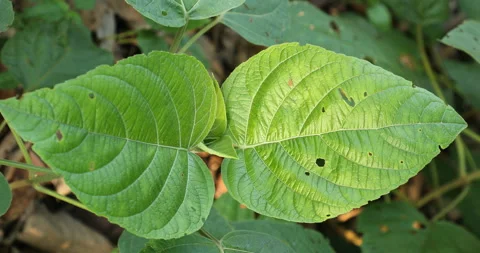 Indian Medicated Leaf Macro Shot Stock Footage 290343370