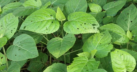 Indian Medicated Leaf Macro Shot Stock Footage 290343391
