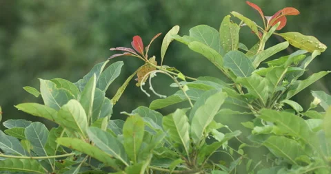 Indian Medicated Leaf Macro Shot Stock Footage 290392175