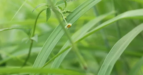 Indian Medicated Leaf Macro Shot Stock Footage 290392591