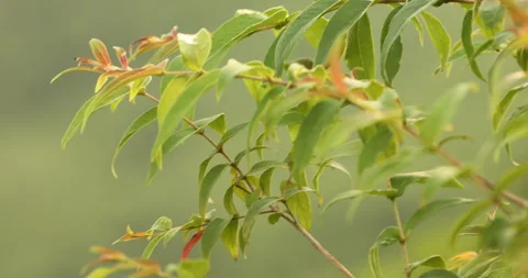 Indian Medicated Leaf Macro Shot Stock Footage 290396658