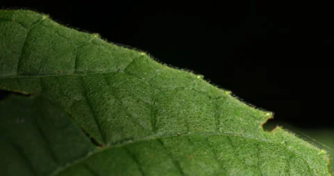 Indian Medicated Leaf Macro Shot Stock Footage 293115053