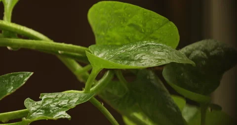 Indian Medicated Leaf Macro Shot Stock Footage 313821211