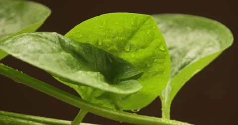 Indian Medicated Leaf Macro Shot Stock Footage 313821234