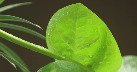 Indian Medicated Leaf Macro Shot Stock Footage 313821461