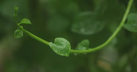 Indian Medicated Leaf Macro Shot Stock Footage 313822687