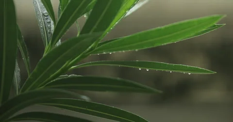 Indian Medicated Leaf Macro Shot Stock Footage 313823191