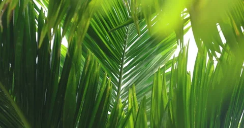 Indian Medicated Leaf Macro Shot Stock Footage 320299726