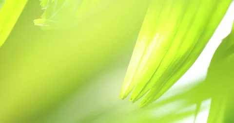 Indian Medicated Leaf Macro Shot Stock Footage 320299756