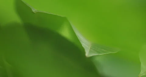 Indian Medicated Leaf Macro Shot Stock Footage 320299777
