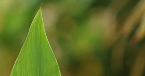 Indian Medicated Leaf Macro Shot Stock Footage 320302361