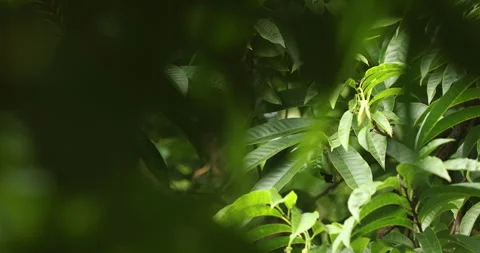 Indian Medicated Leaf Macro Shot Stock Footage 320302367