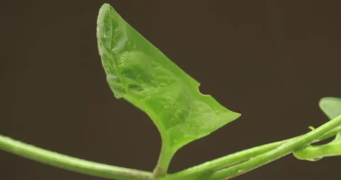 Indian Medicated Leafs Macro Shot Stock Footage 313821462