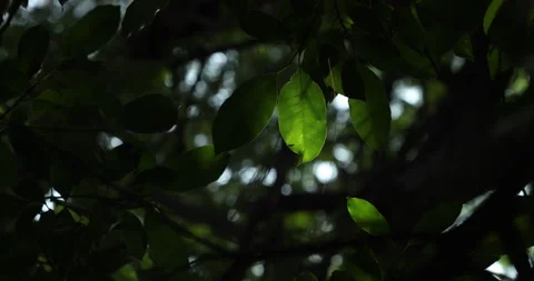 Indian Medicated Leafs Macro Shot Stock Footage 324386210