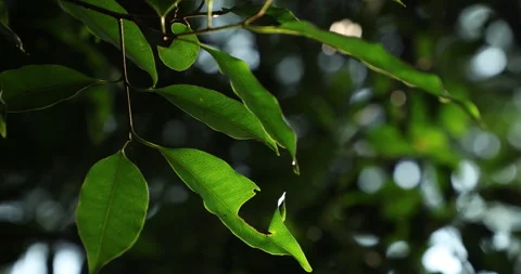 Indian Medicated Leafs Macro Shot Stock Footage 324386363