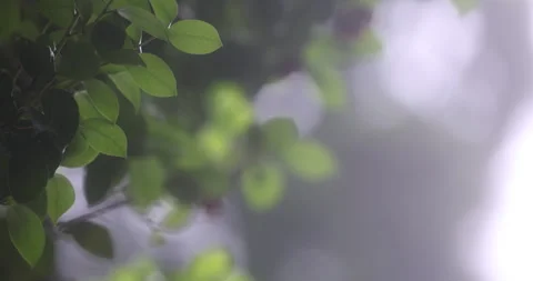 Indian Medicated Leafs Macro Shot Stock Footage 335620804
