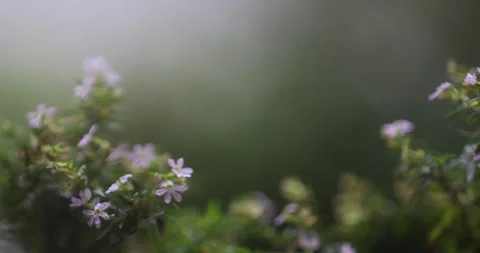 Indian Medicated Leafs Macro Shot Stock Footage 335621247