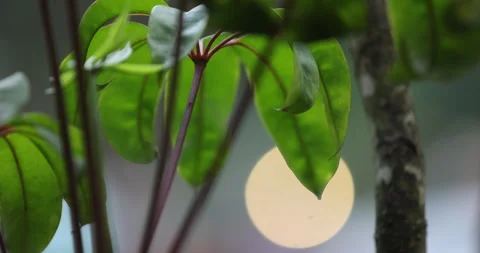 Indian Medicated Leafs Macro Shot Stock Footage 335622432