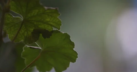 Indian Medicated Leafs Macro Shot Stock Footage 335622560