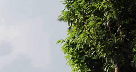 Indian Medicated Leafs Macro Shot Stock Footage 335626854