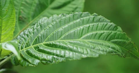 Indian Medicated Leafs Macro Shot Stock Footage 335631581