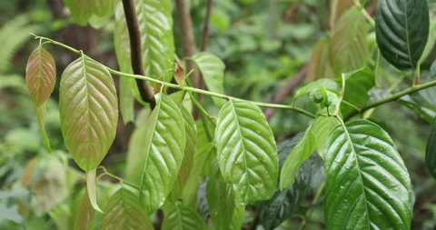 Indian Medicated Leafs Macro Shot Stock Footage 335640696