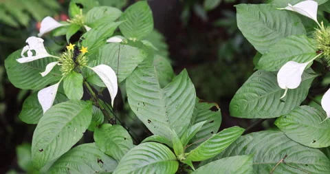 Indian Medicated Leafs Macro Shot Stock Footage 335641229